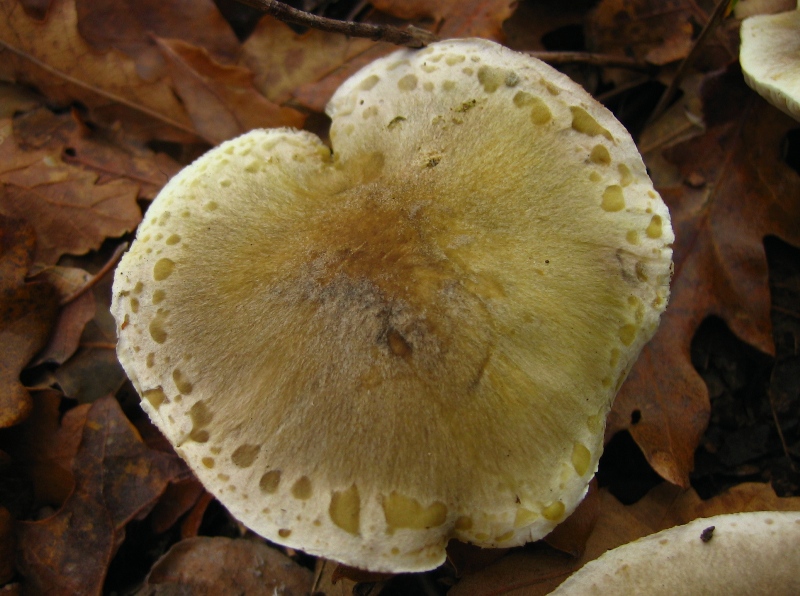 Escursione in querceto, finalmente i funghi!!!